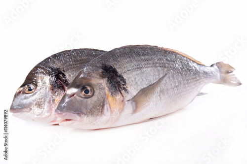 fish isolated on white