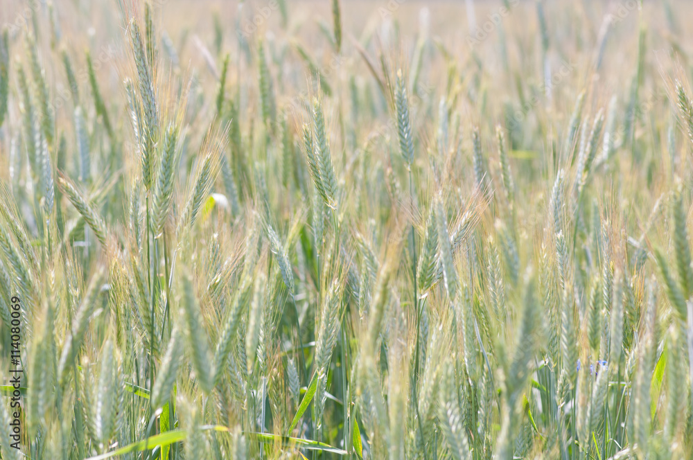 Cornfield with barley Hordeum vulgare and cornflower in the summer Cornfield with barley Hordeum vulgare and cornflower in the summer