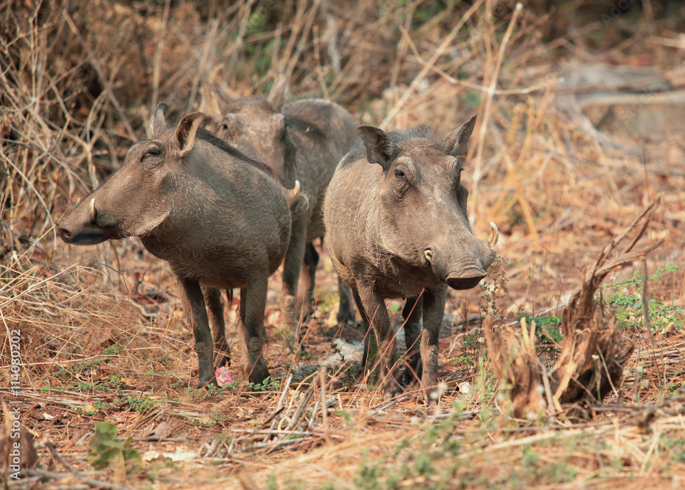 family of African warthogs standing in the grass, guarding your group, Botswana family of African warthogs standing in the grass, guarding your group, Botswana