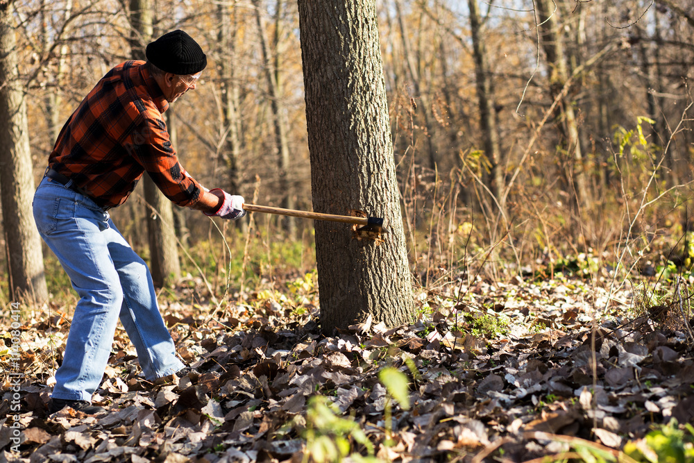 Senior lumberjack cutting tree with axe in the forest Stock Photo | Adobe  Stock