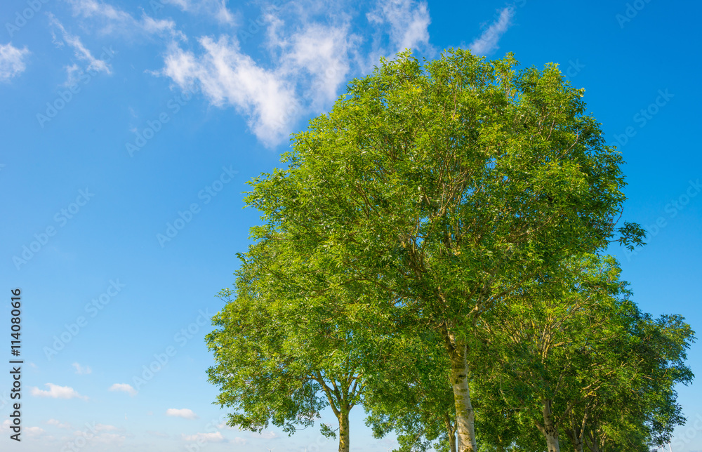 Fototapeta premium Canopy of a tree in sunlight in spring
