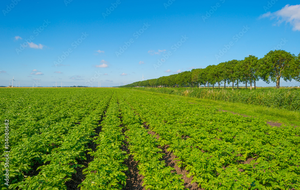 Plowed field with potatoes in summer Plowed field with potatoes in summer