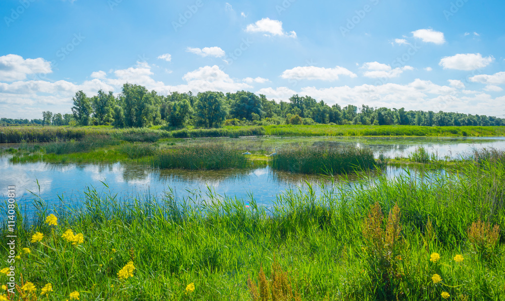 The shore of a lake in summer The shore of a lake in summer
