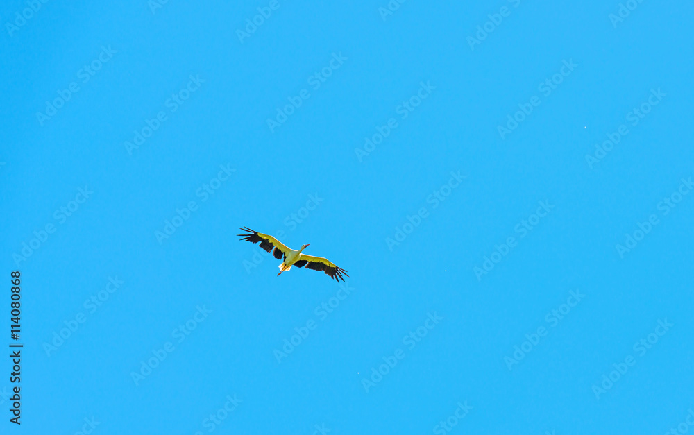 Fototapeta premium Stork flying in a blue sky in summer