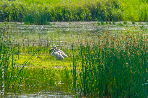 Swan with cygnets along the shore of a lake