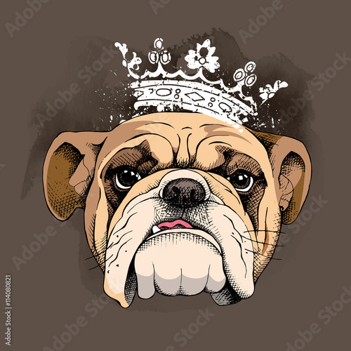 Bulldog portrait in a crown. Vector illustration.