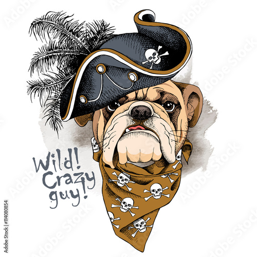 Bulldog portrait in a Pirates Hat and with neckerchief. Vector illustration.