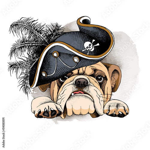 Bulldog portrait in a Pirates Hat. Vector illustration.