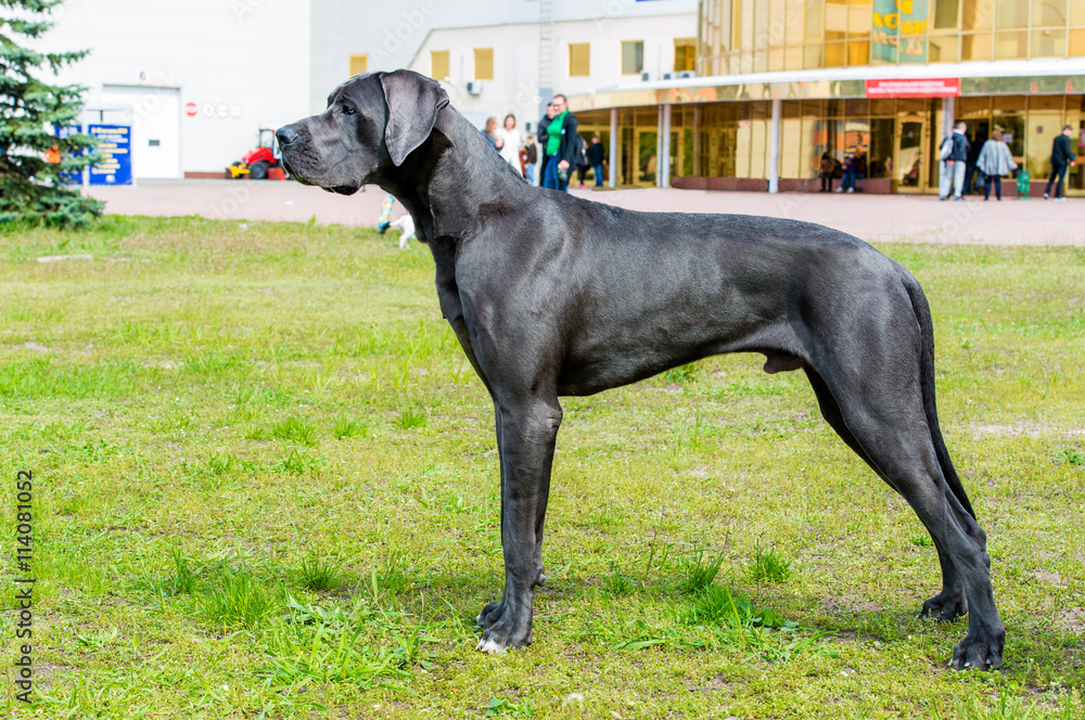 Great Dane waits. The Blue color  Great Dane is on the grass.