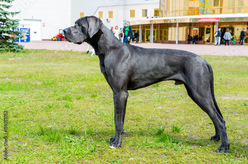 Obraz na plátně Great Dane waits. The Blue color  Great Dane is on the grass.
