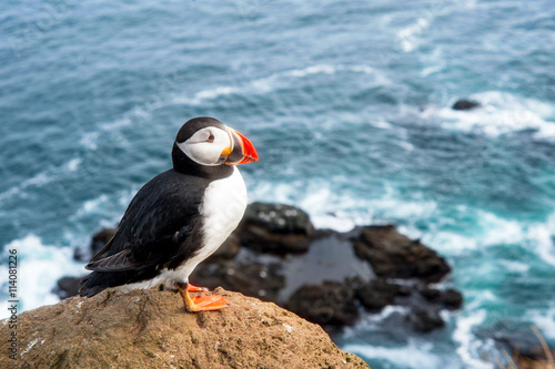 Canvas Print Colorful atlantic puffin on a cliff
