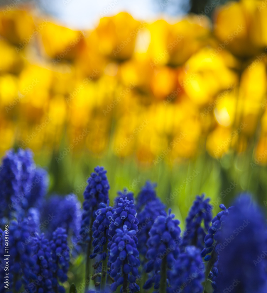 Obraz premium sunny tulips in the spring time