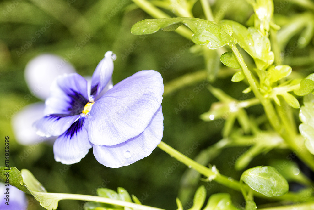 Flowers in the garden. Blue Pansies flower macro Flowers in the garden. Blue Pansies flower macro