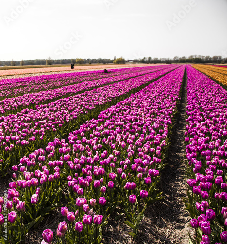 tulips in the spring time