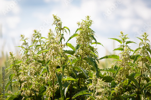 large shrub blooming nettle against a blue sky with clouds