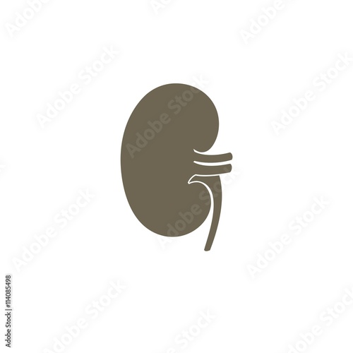 Vector Kidney icon. Transplantation organ sign / nephrology symbol. Vector illustration.