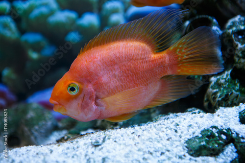 Fototapeta Naklejka Na Ścianę i Meble -  aquarium fish red parrot in a profile