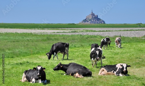 Paysage de la baie du Mont-Saint-Michel, les vaches normandes dans les pré-salés avec le mont en fond photo