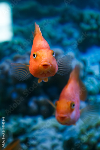 Photography fish red parrot