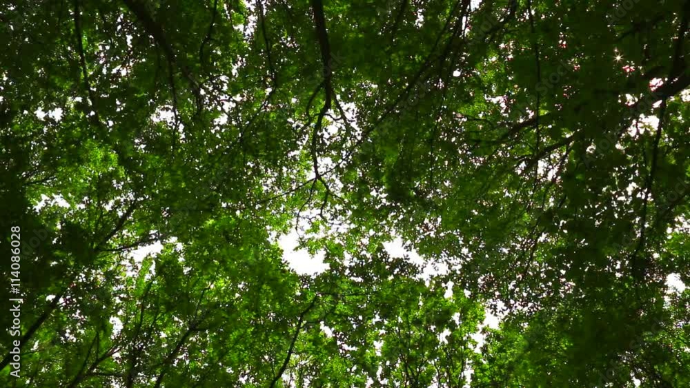Wind moves branches in fresh green forest Wind moves branches in fresh green forest