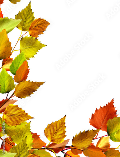autumn leaves of birch isolated on white background