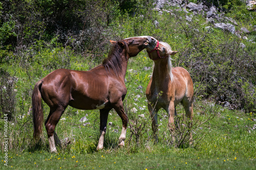 Two horses playing outdoor