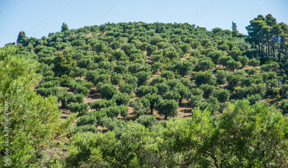 Olive trees grove by the sea