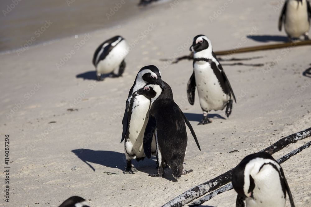 Fototapeta premium African penguins, Cape Town, South Africa