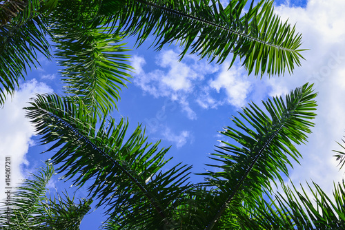 Coconut Trees and Blue Sky