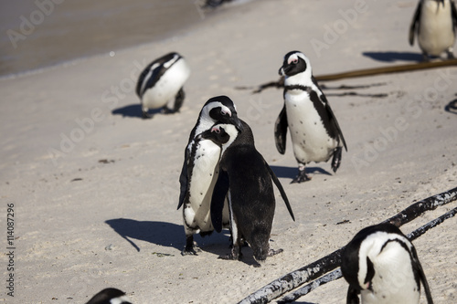 African penguins  Cape Town  South Africa