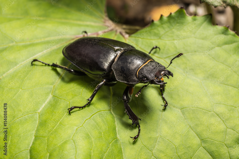 Naklejka premium Hirschkäfer Weibchen