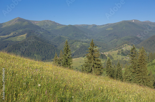 The alpine fields grow beautiful spring wild daffodils