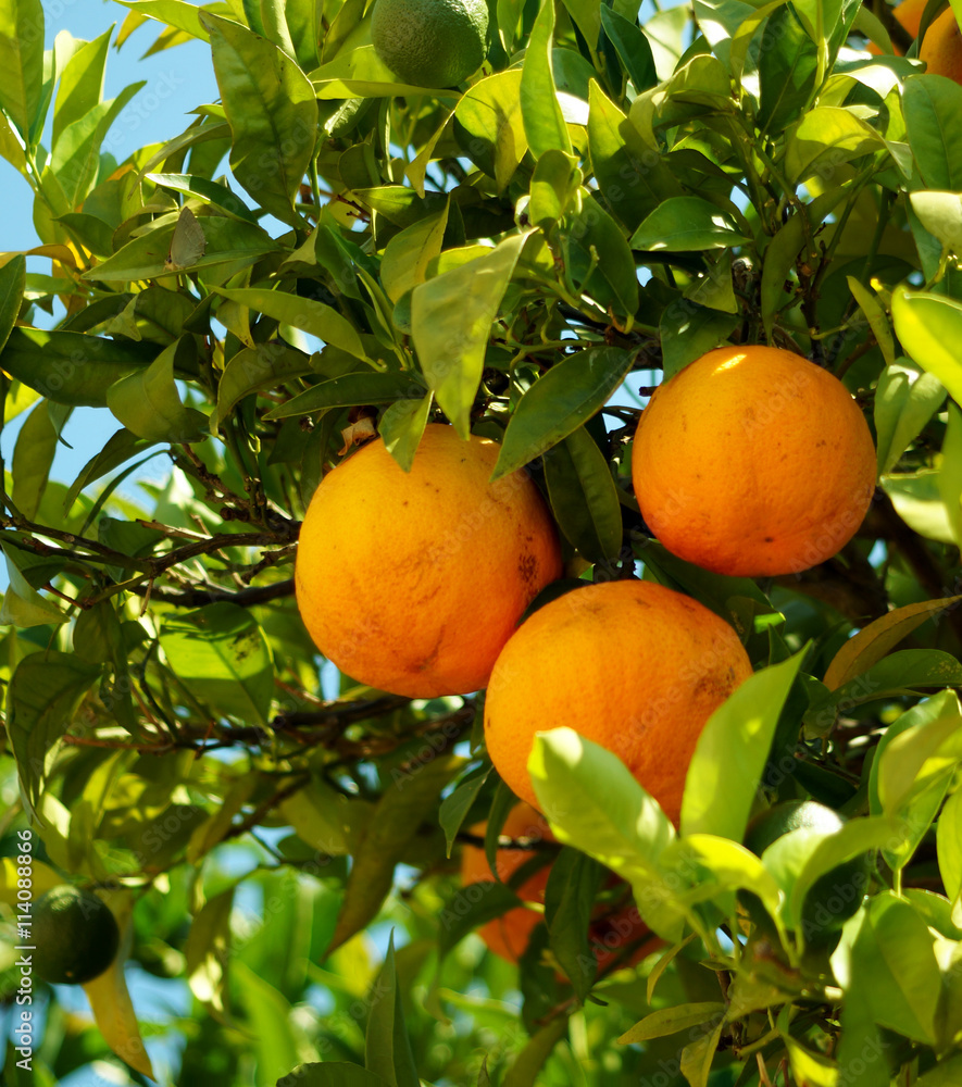 Reife Orangen am Baum in Portugal