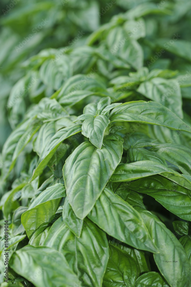 Basil herb plants in the herb garden Basil herb plants in the herb garden