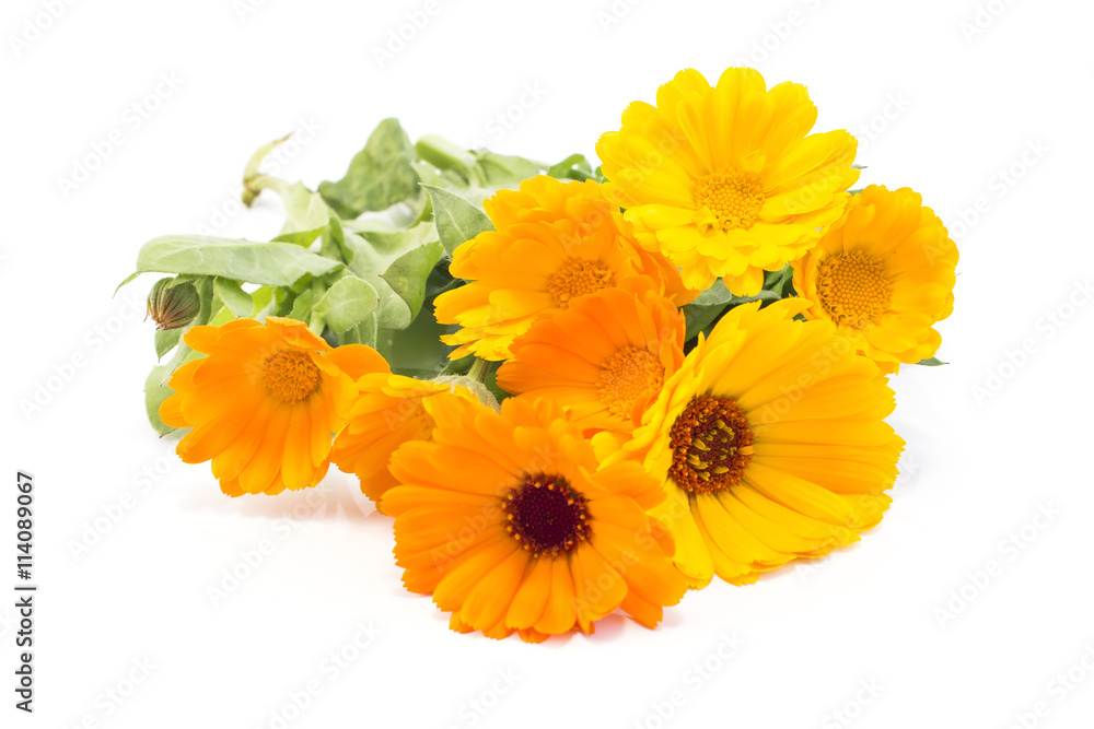 Marigold, Calendula Officinalis on a White Background Marigold, Calendula Officinalis on a White Background