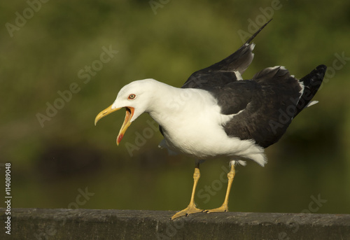 Lesser Black-backed gull photo