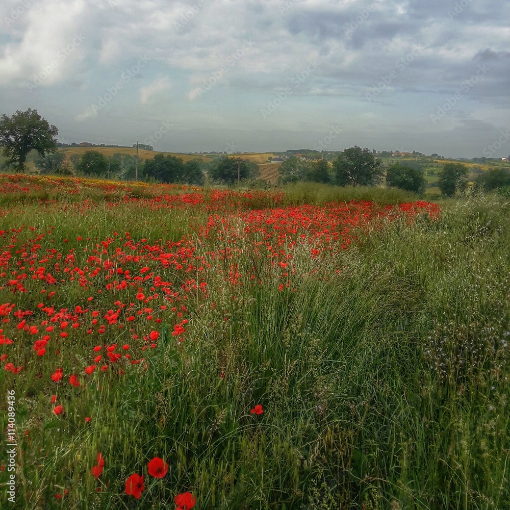 Naklejka premium Campo di papaveri