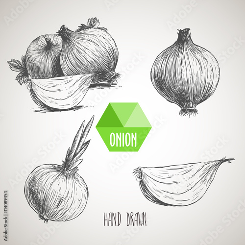 Onion hand drawn set. Herbs and spices vector illustration