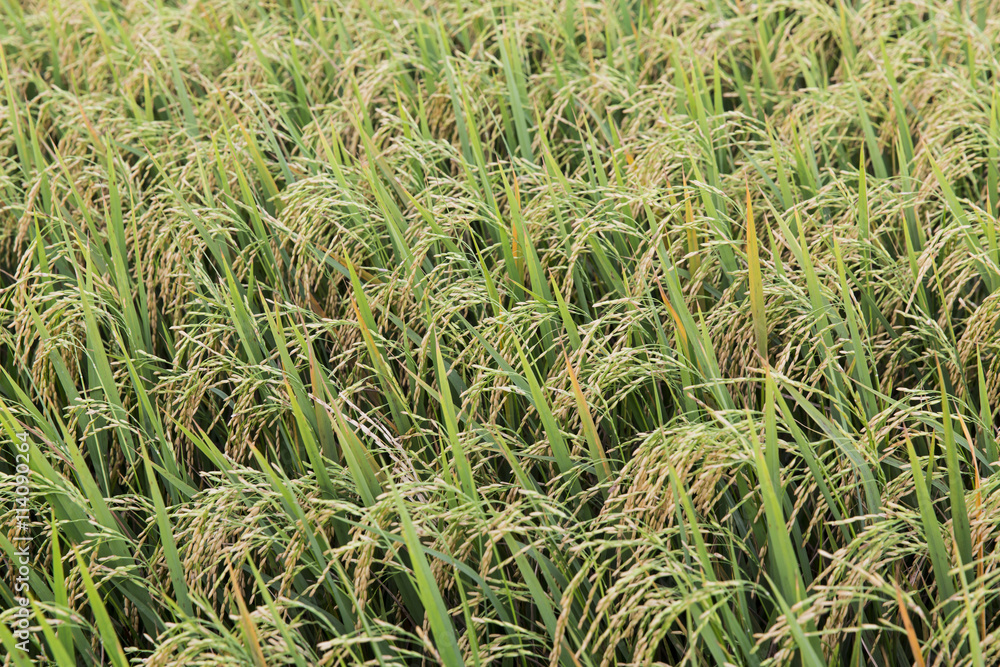 Obraz premium Paddy rice field