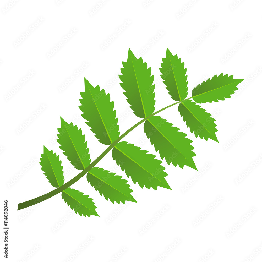 Green branch with leaves Green branch with leaves