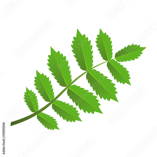 Green branch with leaves