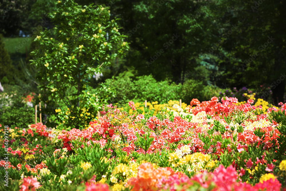 Flower bed with bright colourful flowers in botanical garden Flower bed with bright colourful flowers in botanical garden