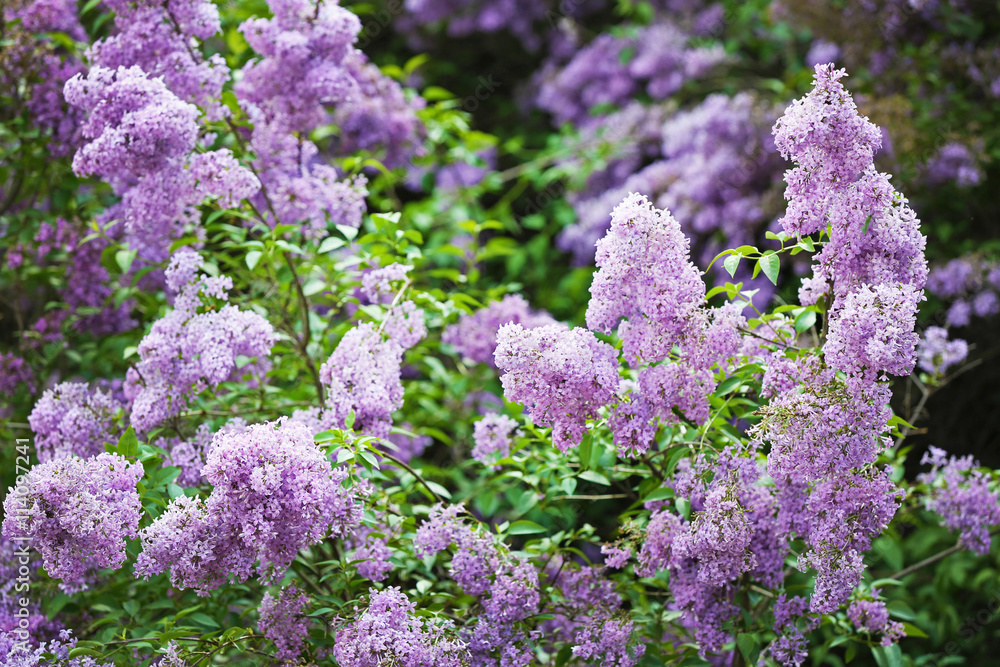 Beautiful lilac in botanical garden