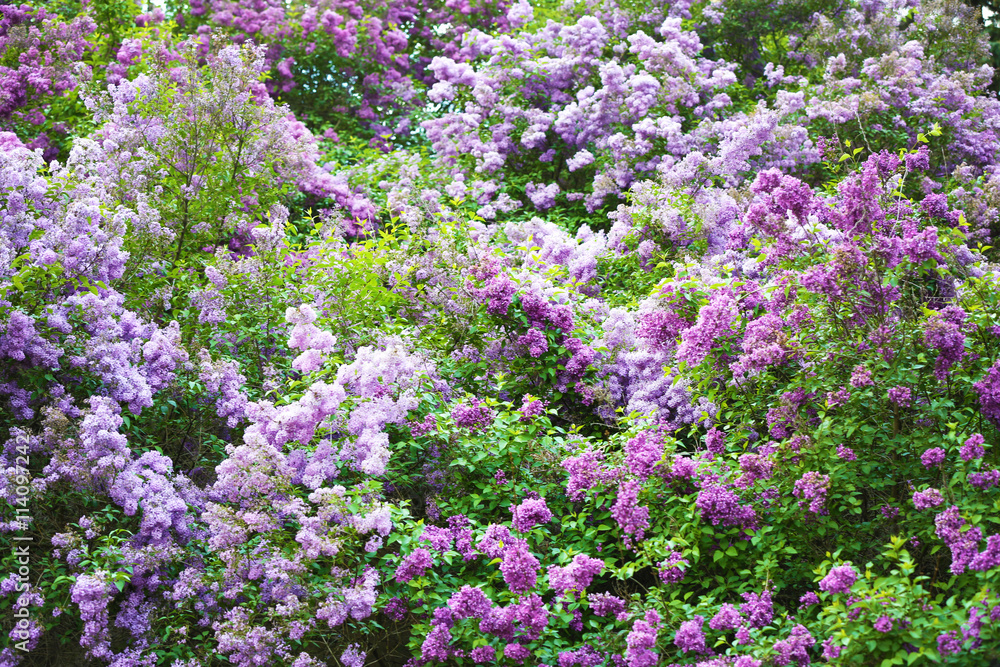 Beautiful lilac in botanical garden Beautiful lilac in botanical garden