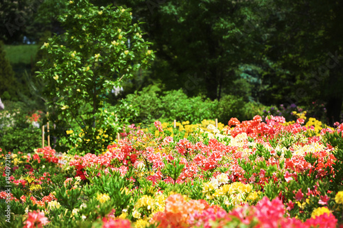 Fototapeta Naklejka Na Ścianę i Meble -  Flower bed with bright colourful flowers in botanical garden