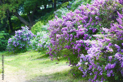 Beautiful lilac in botanical garden
