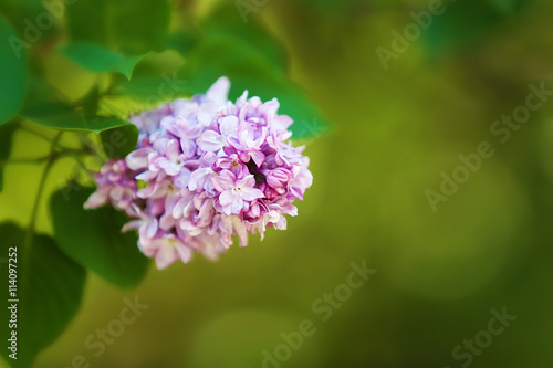 Beautiful lilac in botanical garden