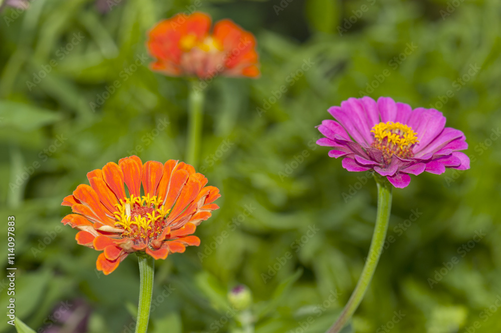 Purple and orange Zinnia's in the garden