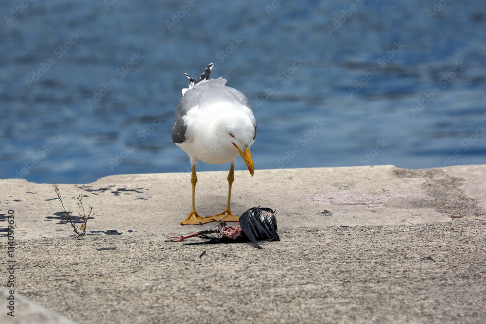 Obraz premium Seagull Watching a Dead Bird on the Floor