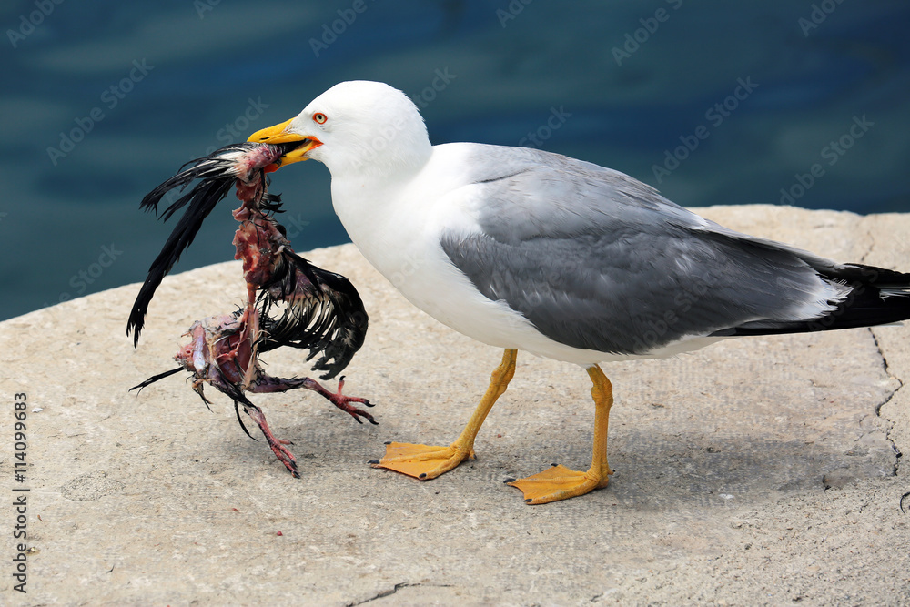 Fototapeta premium Gull Holding a Dead Bird in its Beak